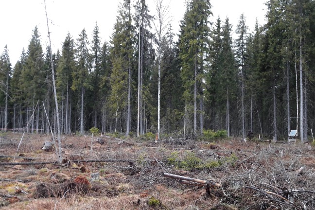 Recent studies shed light on the impacts of different silvicultural practices