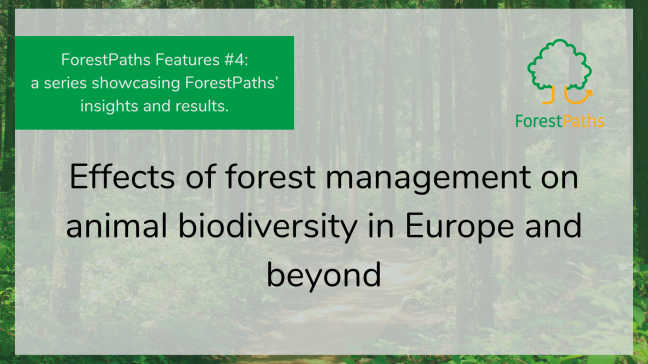 ForestPaths Features #4: Effects of forest management on animal biodiversity in Europe and beyond