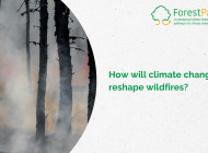 How will climate change reshape wildfires? A ForestPaths study